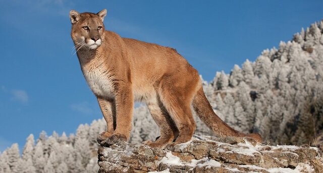 Puma concolor couguar