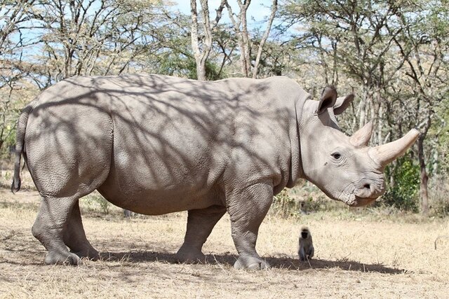 Ceratotherium simum cottoni