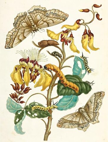 from Metamorphosis insectorum Surinamensium