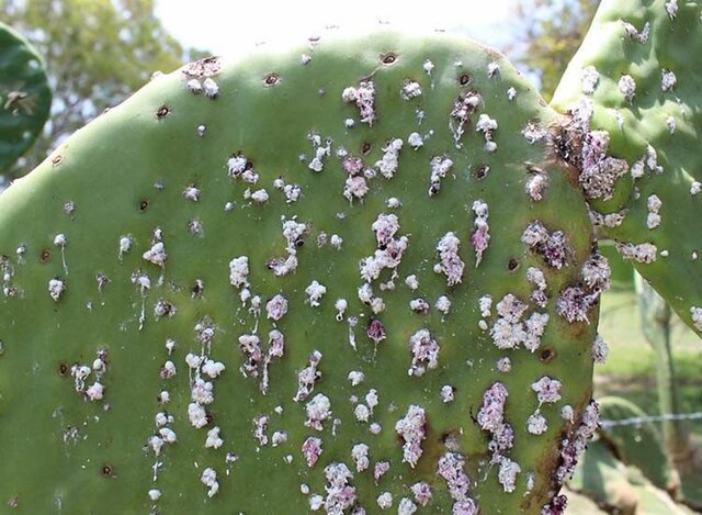 Disminución de la producción de la cochinilla