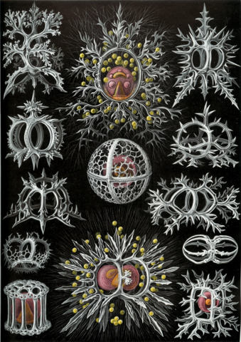 Haeckel, Formes artistiques de la nature