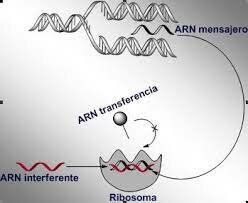 ARN de interferencia