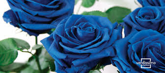 Rosas Azules