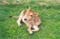 "Clonar e ingenierizar" animales