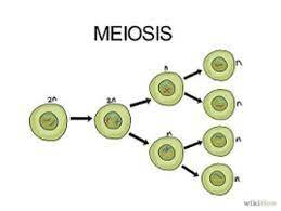 Friedrich Leopold A. Weismann