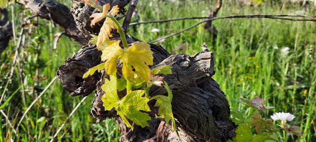 Inizia l'esportazione del vino