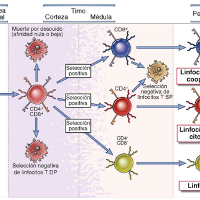 Timeline: Maduración de los Linfocitos T