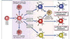 Timeline: Maduración de los Linfocitos T
