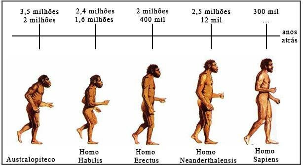 escala evolutiva dos hominídeos