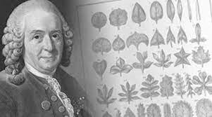 Se crea el sistema natural de clasificasion