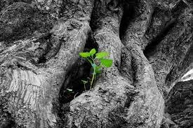 4.000 años después de la vida surgen los árboles