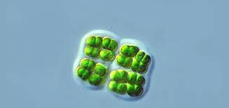 Hace unos 2500 millones de años