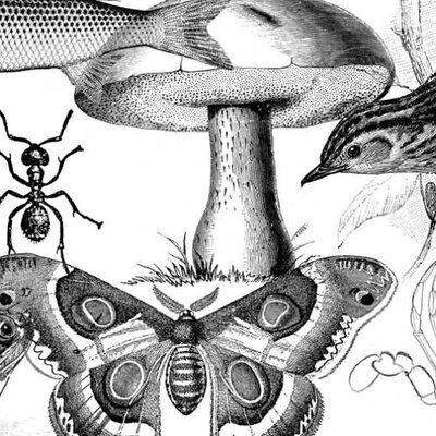 Timeline: Evolució de la taxonomia