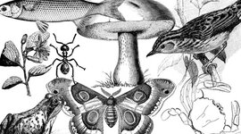 Timeline: Evolució de la taxonomia