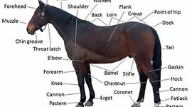 Timeline: Final Project