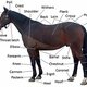 330px points of a horse