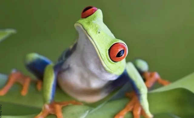 Relación evolutiva entre las Salamandras, las Cecilias y las Ranas.