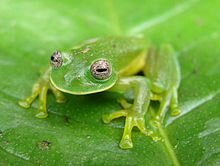 Primera aparición de "Lissamphibia" y lugar de orígen.