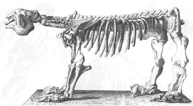 Juan Bautista Bru, 1793 _Megatherium americanum_