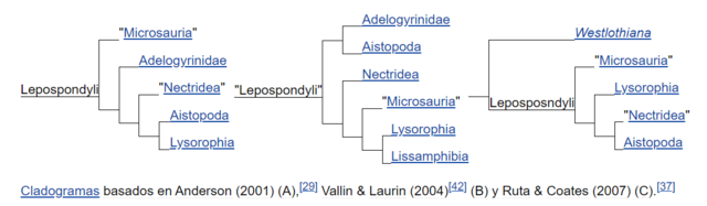 Árbol filogenético - Clado de "Lepospondyli". Filogenia de los anfibios modernos.