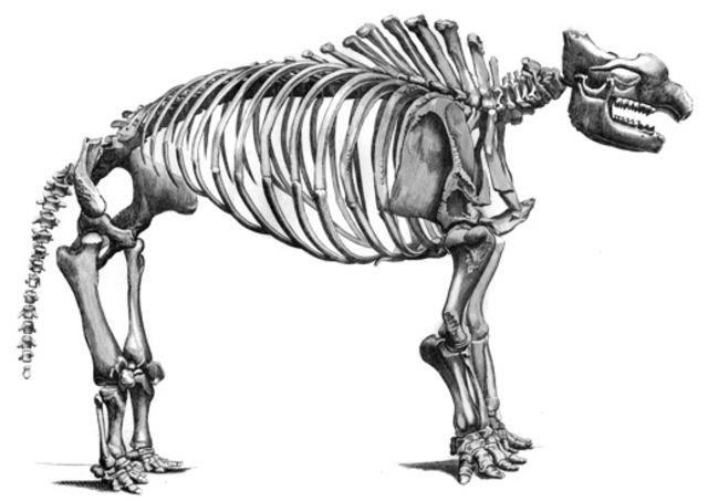 Georges Cuvier, 1806