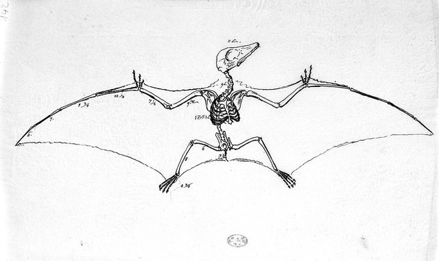 Samuel Thomas Soemmerring, 1812 _Pterodactylus_