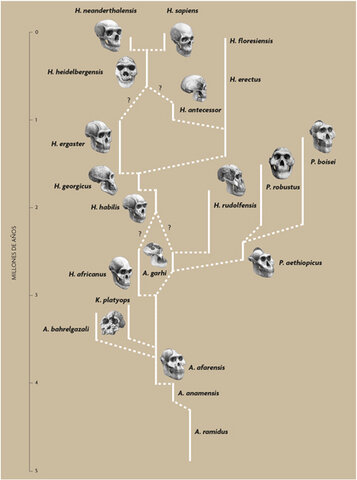 Evolución del género Homo en África