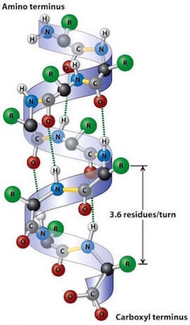 Le prime grandi scoperte: le forme A e B del DNA