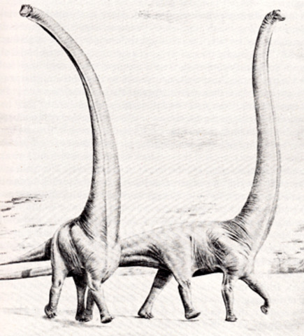 Robert Bakker, 1971 _Barosaurus_