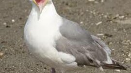 Timeline: Flight Physics Project