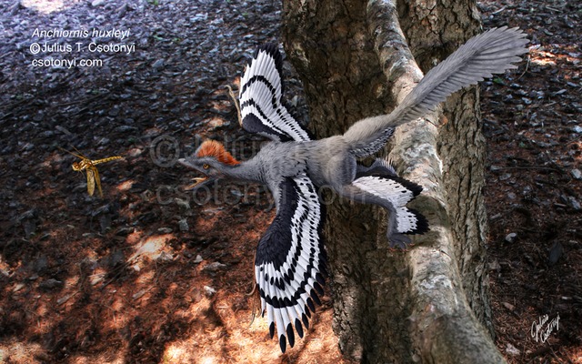 Julius Csotonyi 2009 _Anchiornis_