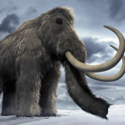 Santa Rosa Pygmy Mamoth dies:10,000 years ago