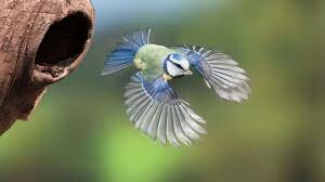 Laws of Motion &. Flight.