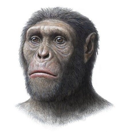AUSTRALOPITHECUS