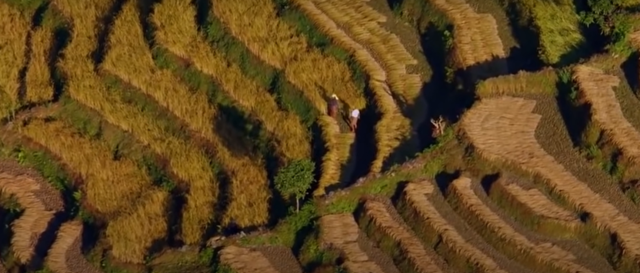AGRICULRURA COMO FORMA DE VIDA