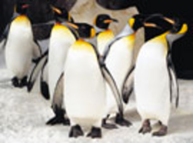 Kelly Tarlton's Underwater World