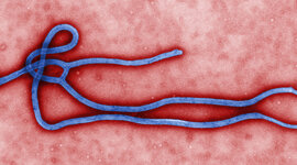 Timeline: West Africa Ebola Pandemic