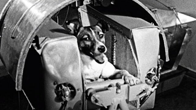 Primeiro ser vivo no espaço