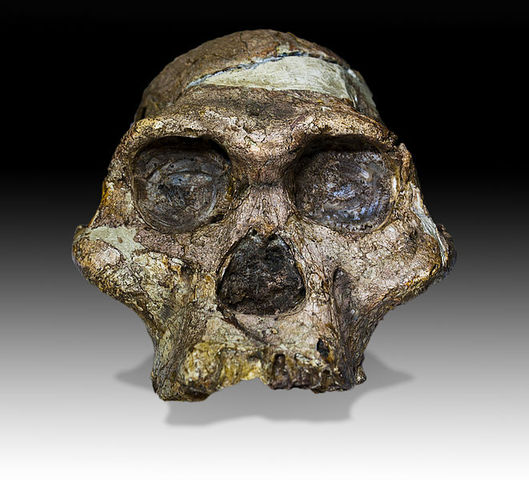 Australopithecus africanus specimen