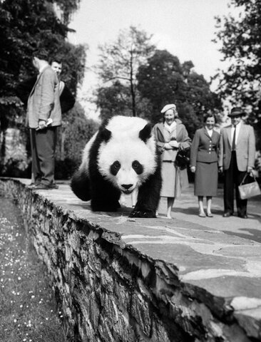 Panda Diplomacy Panda "Chi Chi" signifying US-Chinese Rapprochement
