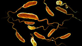 Timeline: VIDRIO CHOLERAE