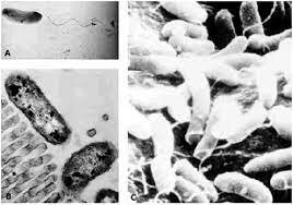 Primera vez que se presento