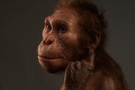 Australopithecus
