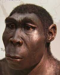 Homo Erectus