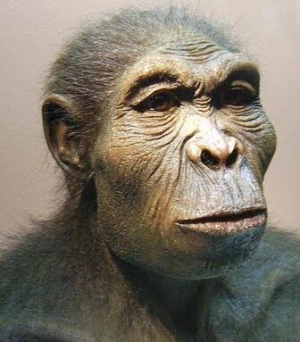 (Humanidade) Homo Habilis