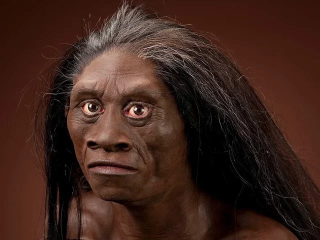 (Humanidade) Homo Erectus