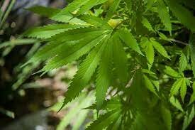 México se convirtió en la mayor fuente extranjera de heroína y marihuana