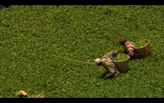 Seamos consumidores responsable