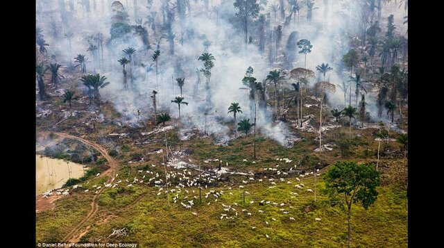 El origen de la especie en la tierra