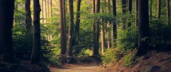 El origen de las especies en la tierra